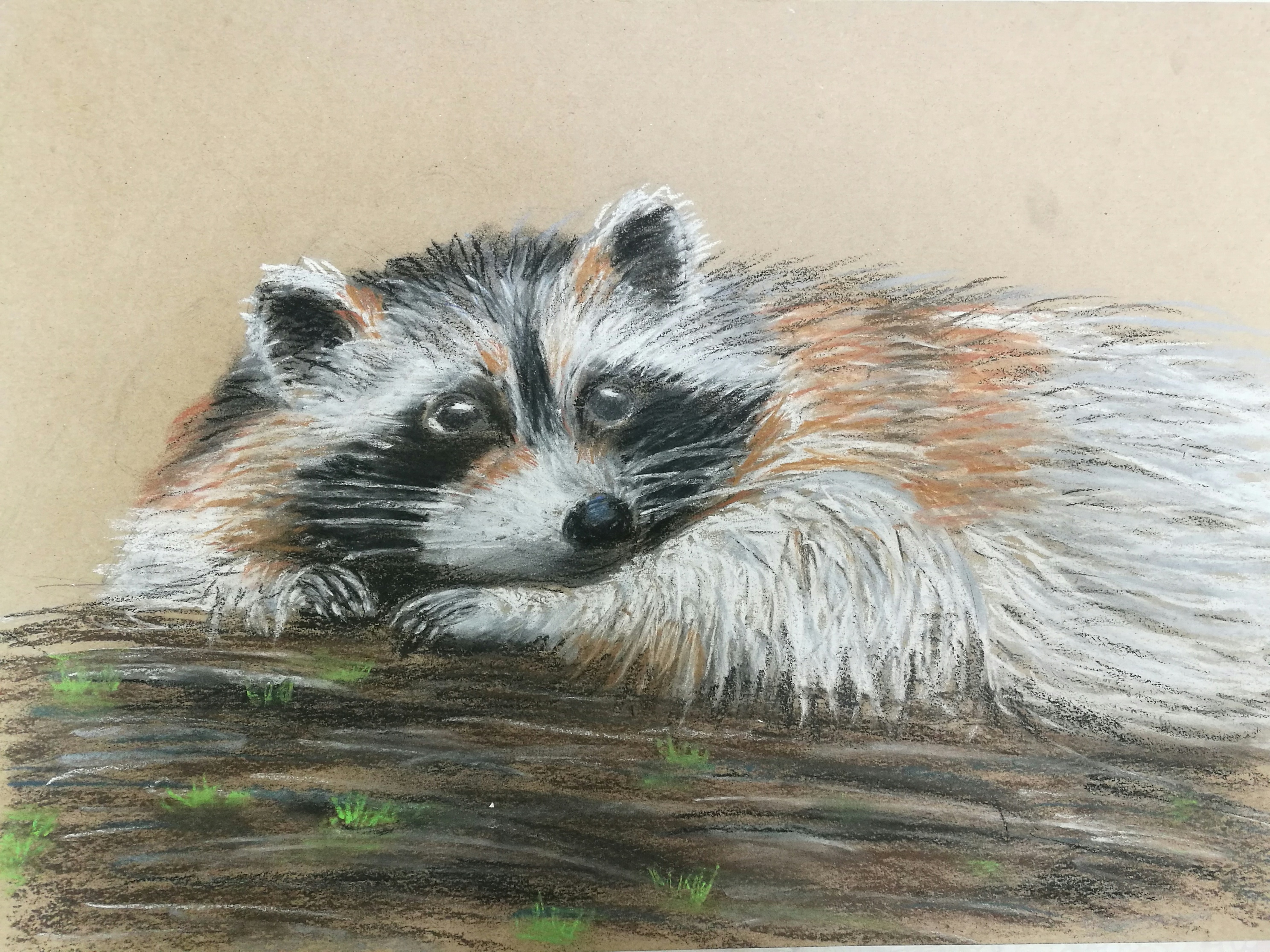 Енотик ( пастель )